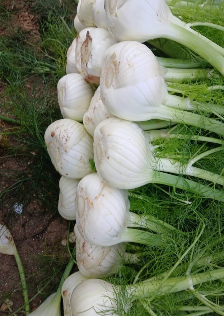 fenouil-plante