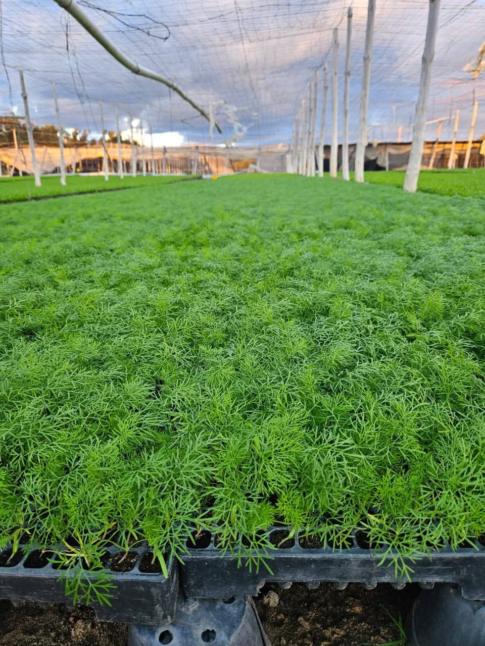 fenouiles