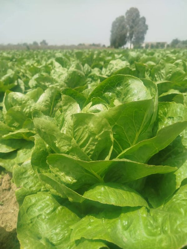 laitue-romaine-1