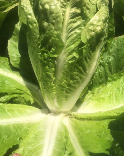laitue-romaine-3