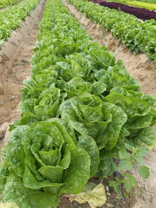 laitue-romaine