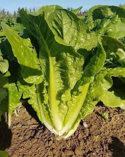 laitue-romaine-tn