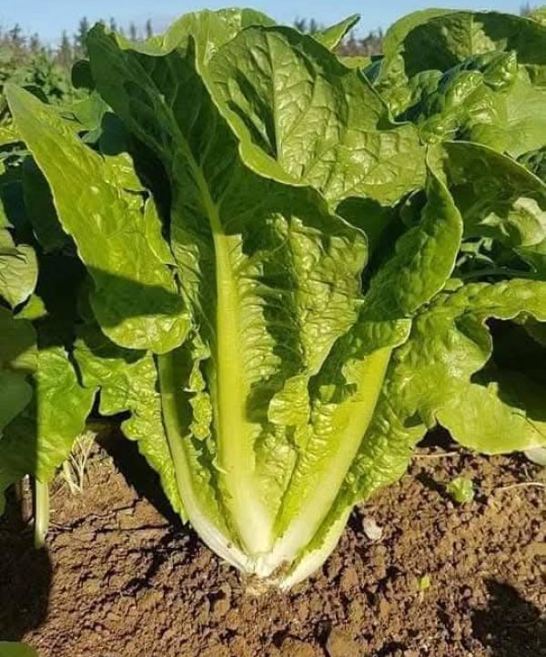 laitue-romaine-tn