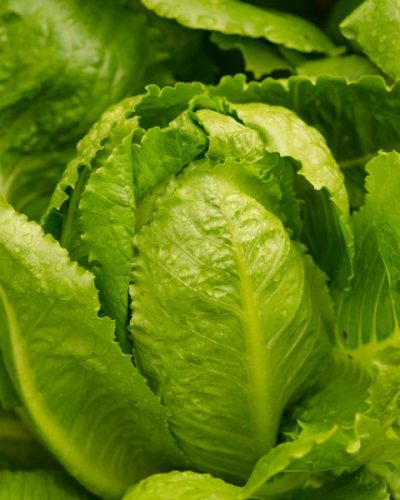 laitue-romaine-tunisie