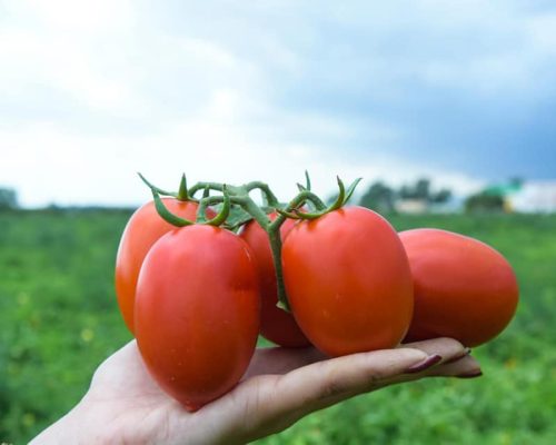 tomate