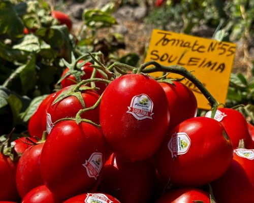 tomate-soleima