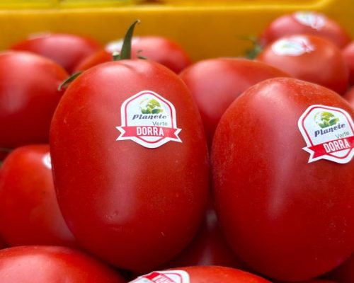 tomate-tunisie
