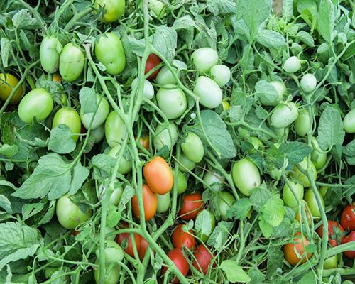 tomate3