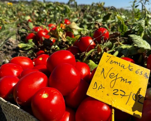tomates
